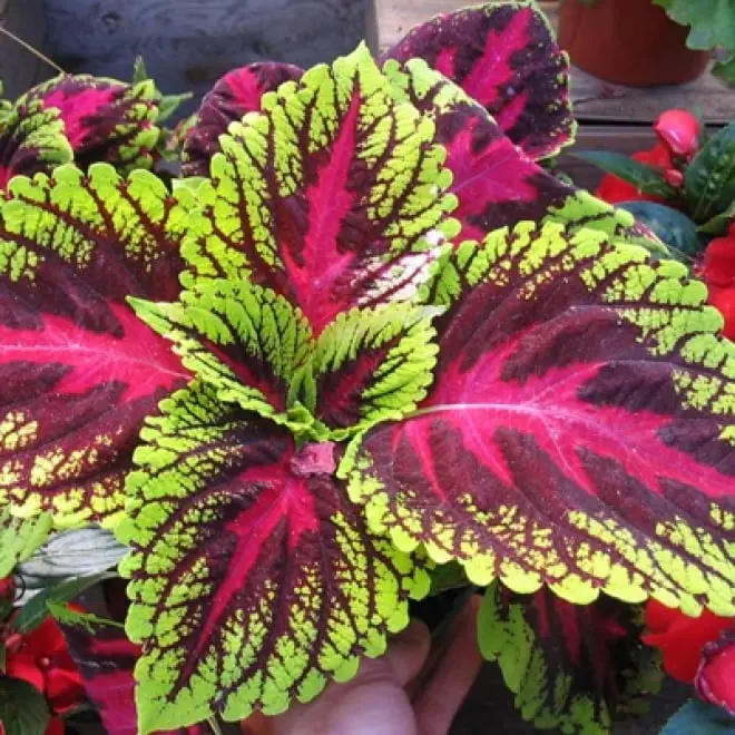 sugar defender coleus